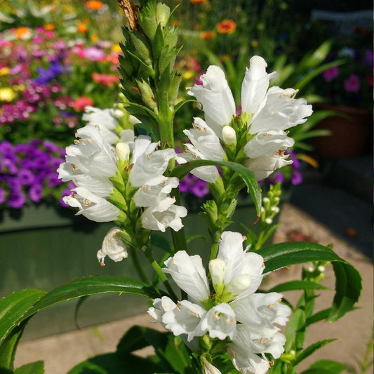 Physostegia Virginiana Crystal Peak White - View 1 from www redcrocus com
