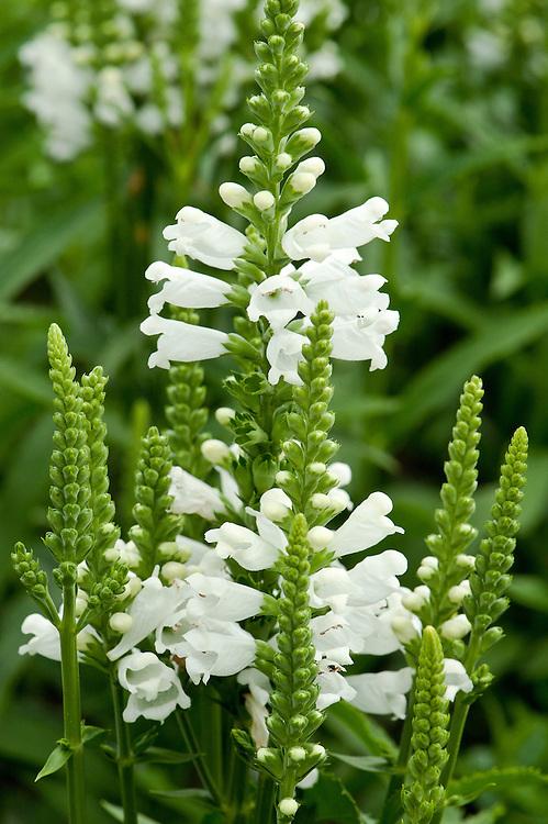Physostegia Virginiana Crystal Peak White - View 2 from www redcrocus com