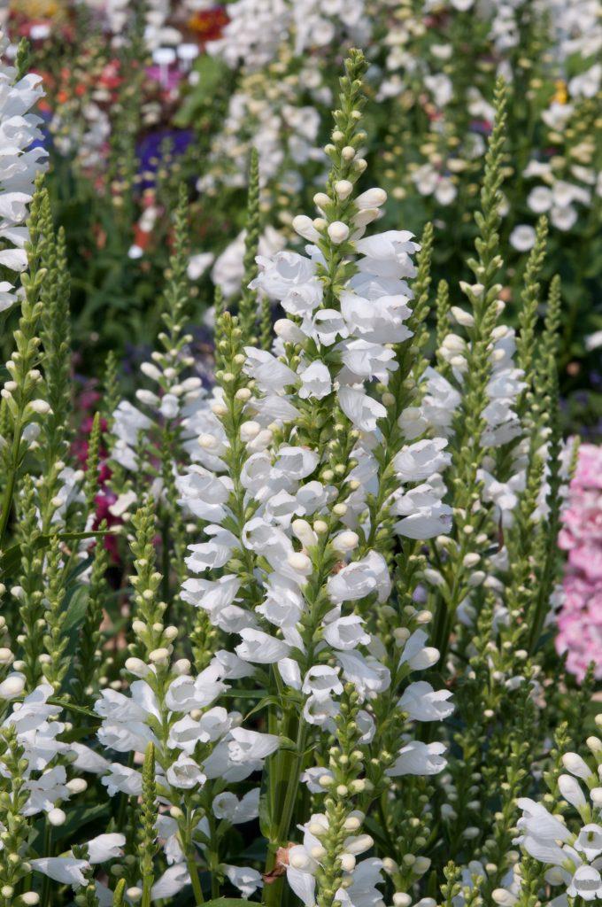 Physostegia Virginiana Crystal Peak White - View 4 from www redcrocus com