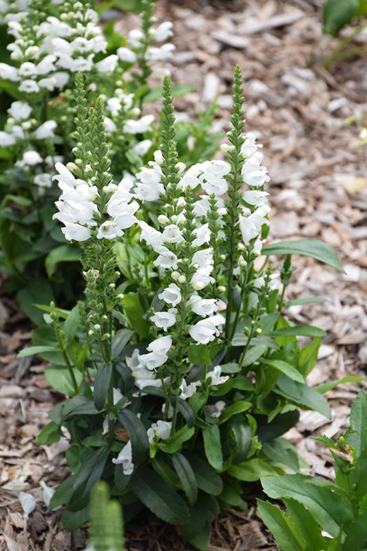 Physostegia Virginiana Crystal Peak White - View 5 from www redcrocus com