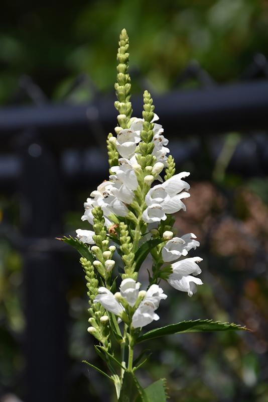 Physostegia Virginiana Crystal Peak White - View 6 from www redcrocus com