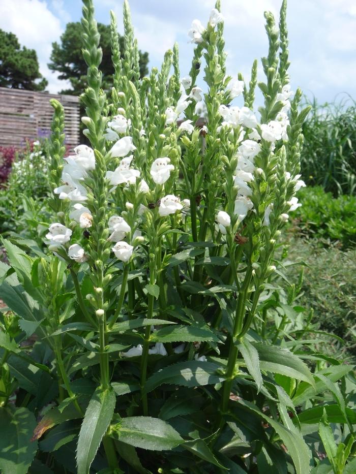 Physostegia Virginiana Crystal Peak White - View 7 from www redcrocus com