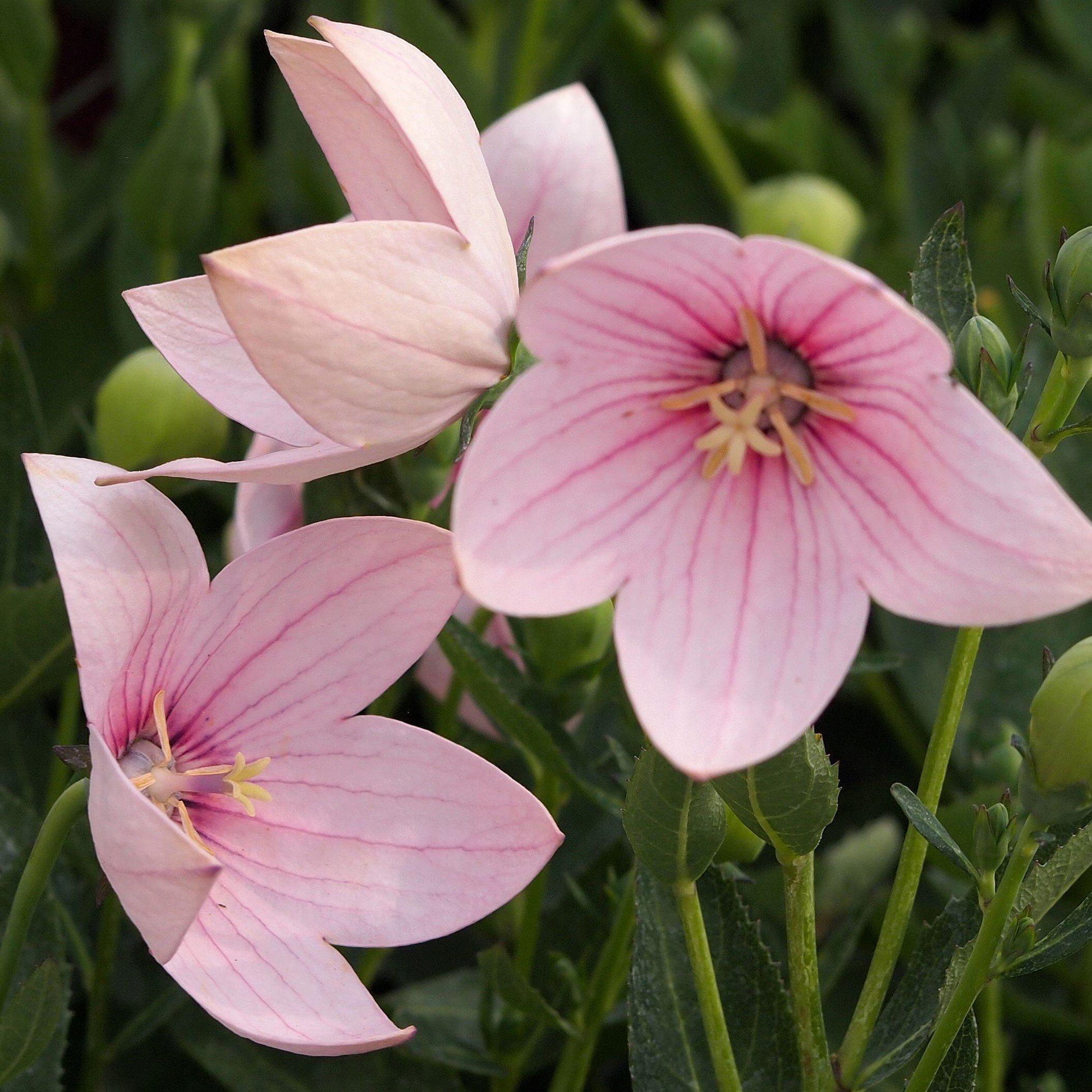 Platycodon Grandiflorus Astra Pink - View 13 from www redcrocus com