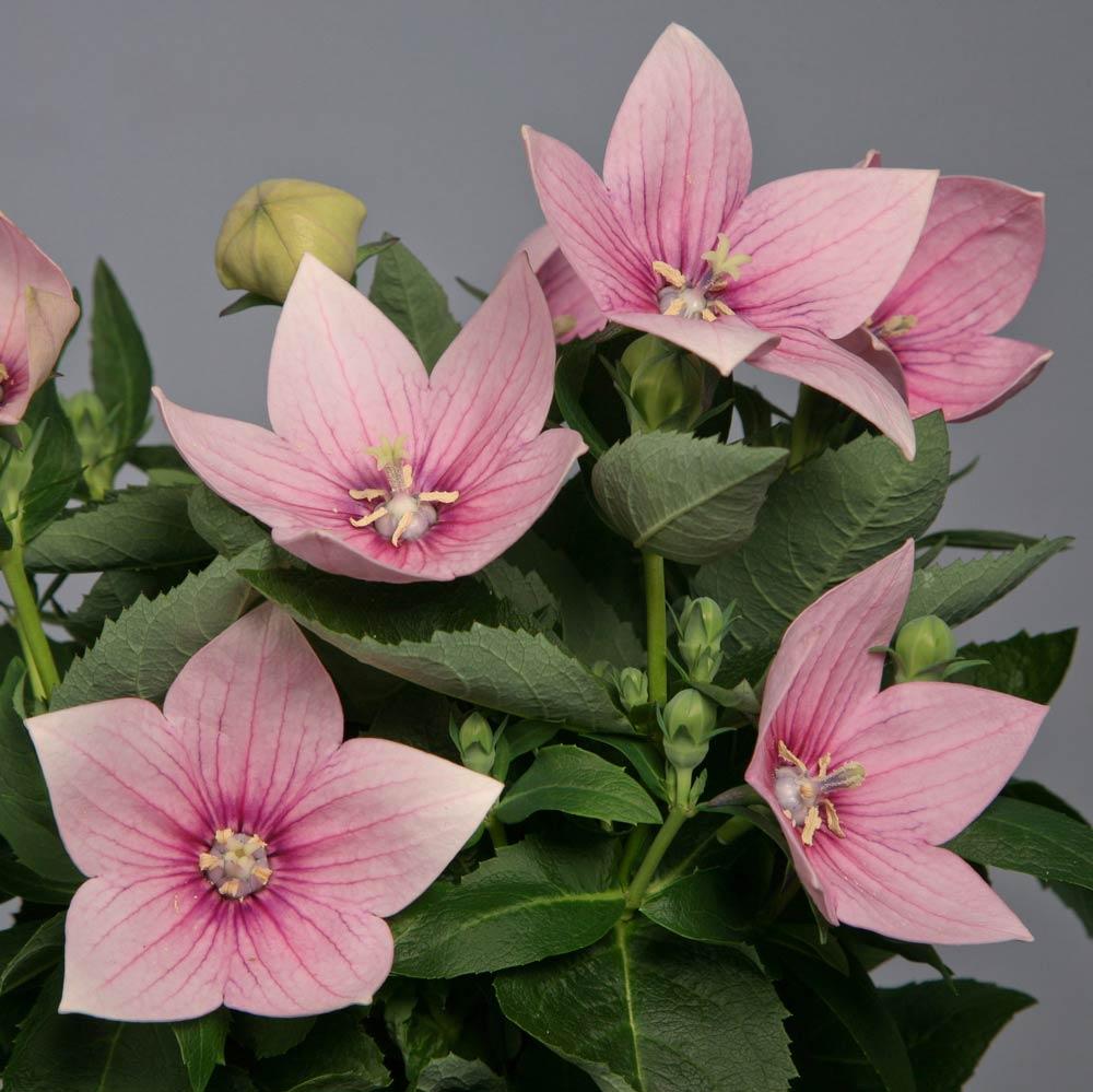 Platycodon Grandiflorus Astra Pink - View 1 from www redcrocus com