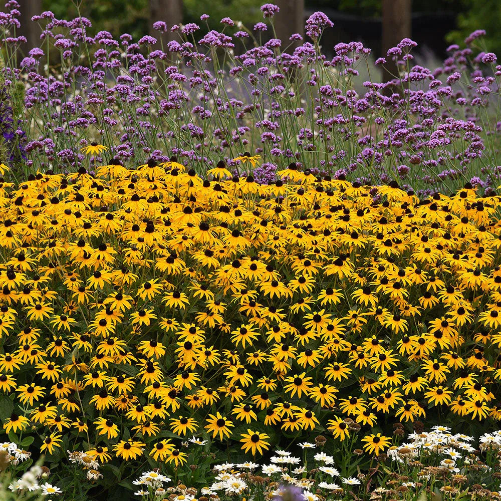 Rudbeckia Fulgida Goldblitz - View 15 from www redcrocus com