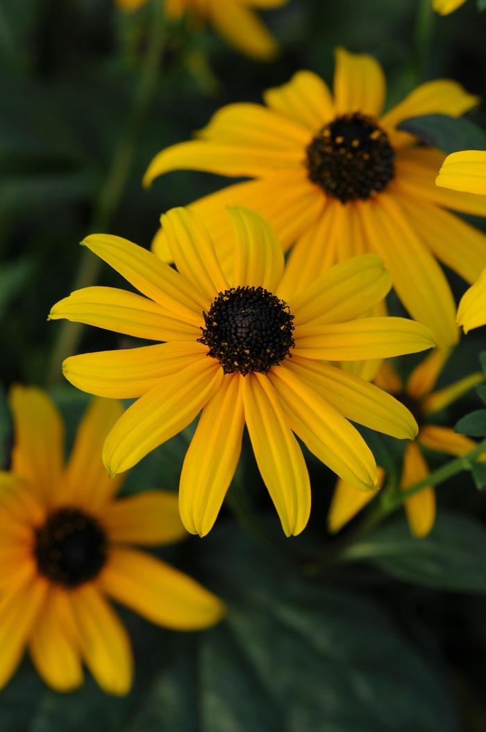 Rudbeckia Fulgida Goldblitz - View 16 from www redcrocus com