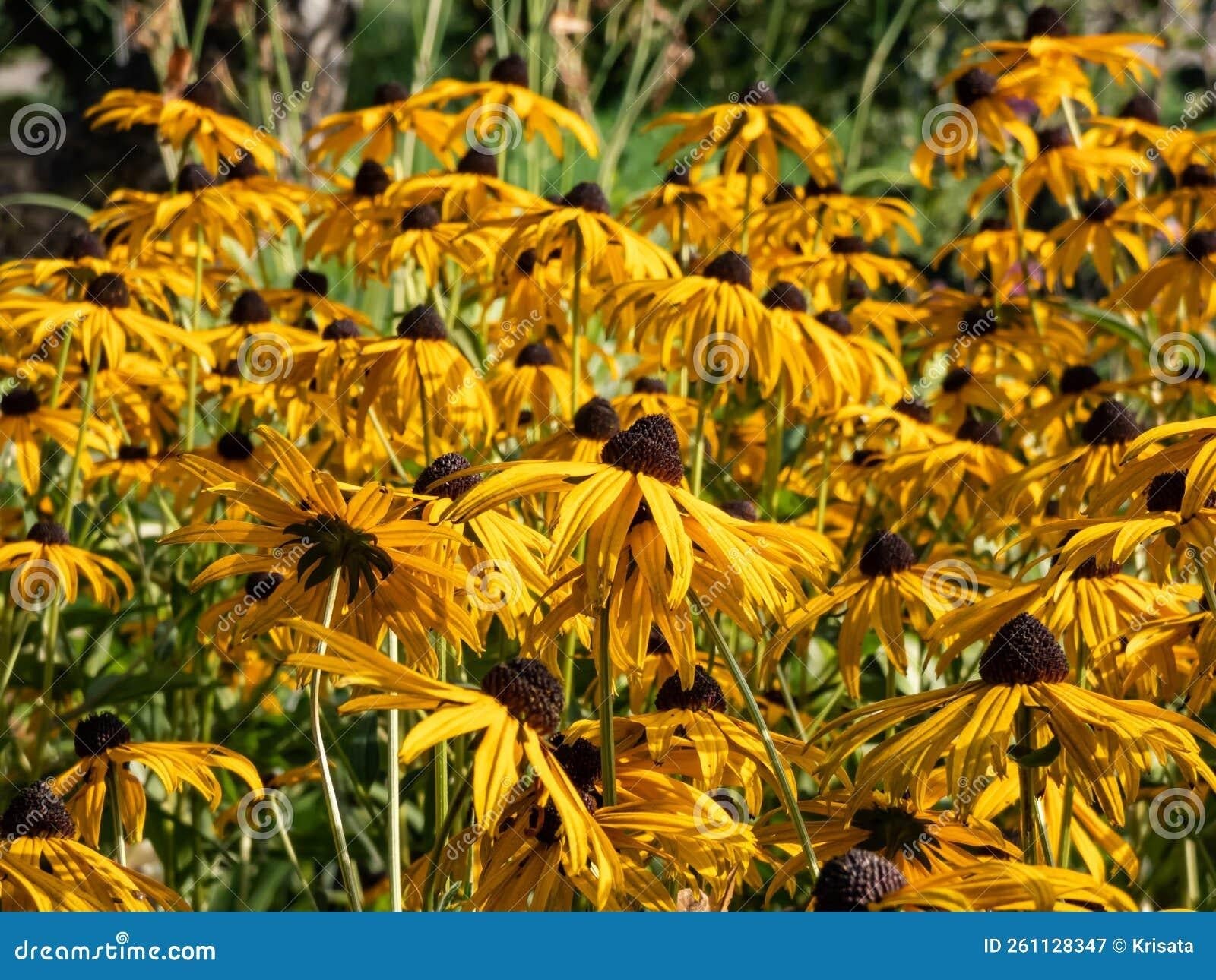 Rudbeckia Fulgida Goldblitz - View 17 from www redcrocus com