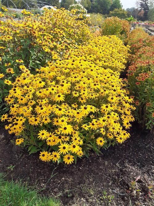 Rudbeckia Fulgida Goldblitz - View 1 from www redcrocus com