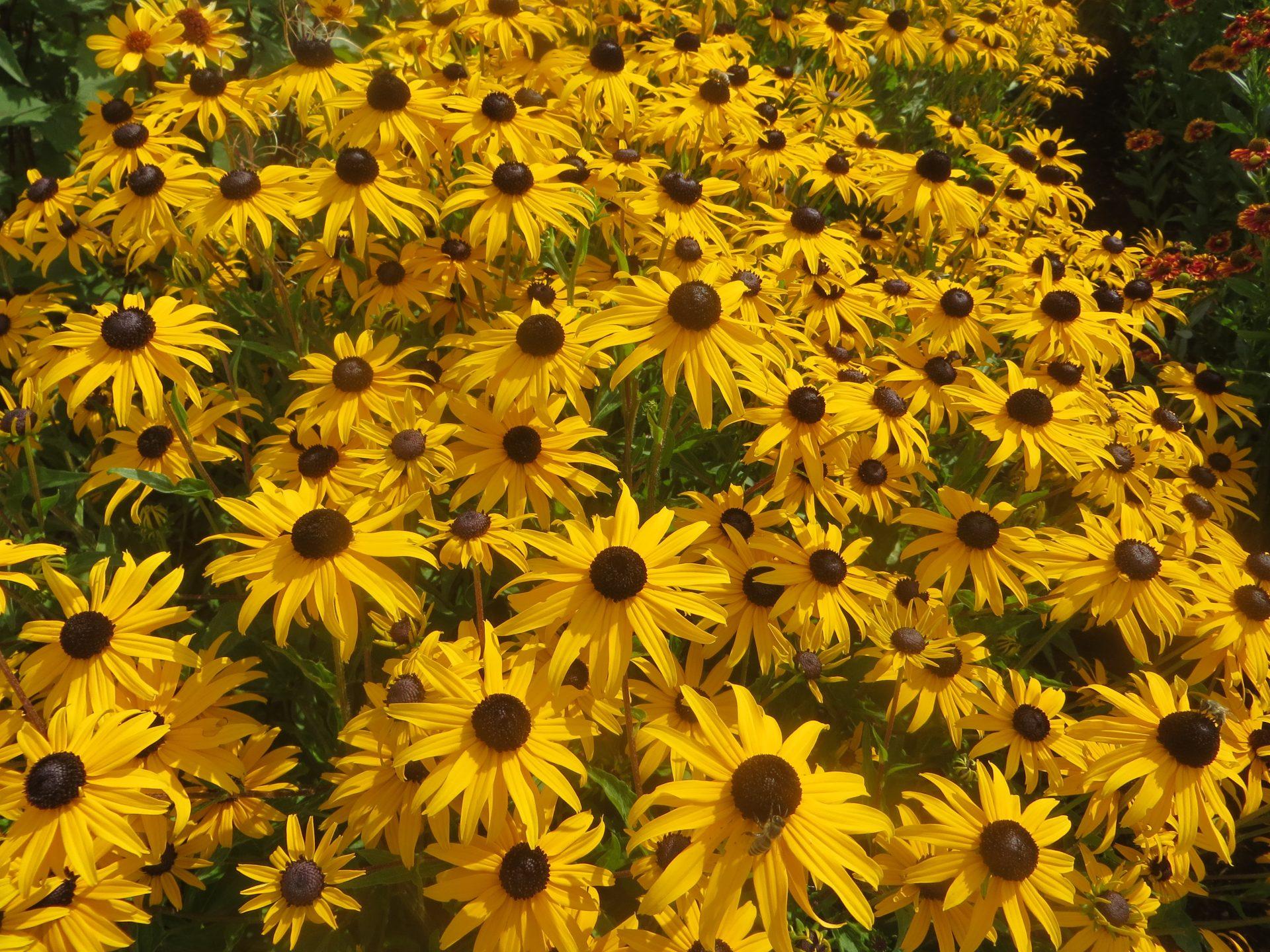 Rudbeckia Fulgida Goldblitz - View 3 from www redcrocus com