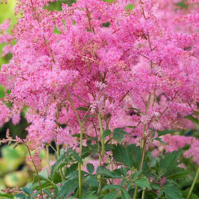 Astilbe X Arendsii Rock And Roll - View 10 from www redcrocus com