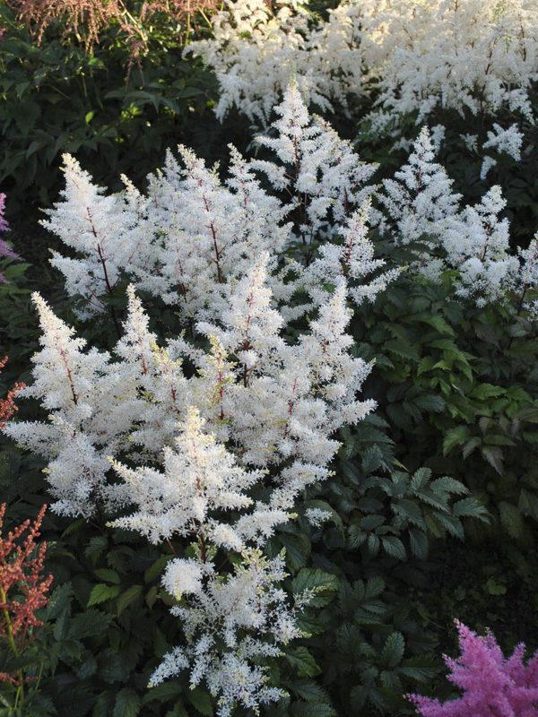 Astilbe X Arendsii Rock And Roll - View 11 from www redcrocus com
