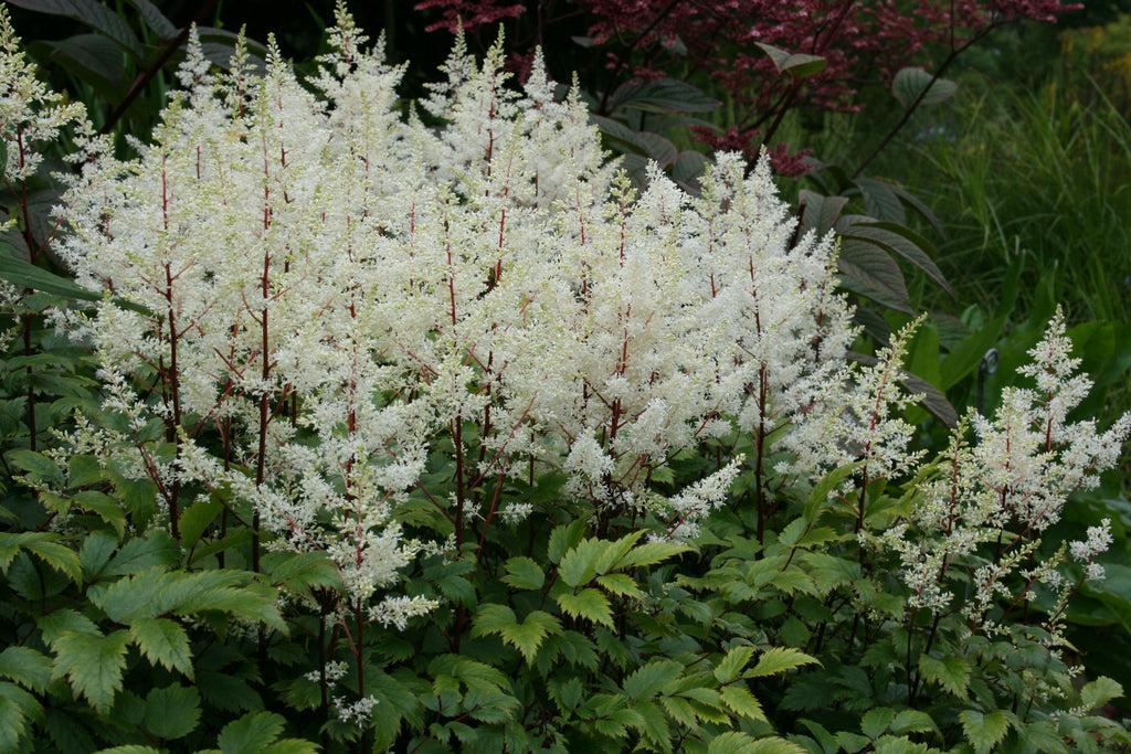 Astilbe X Arendsii Rock And Roll - View 13 from www redcrocus com