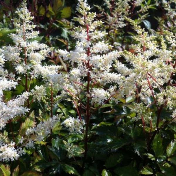 Astilbe X Arendsii Rock And Roll - View 14 from www redcrocus com