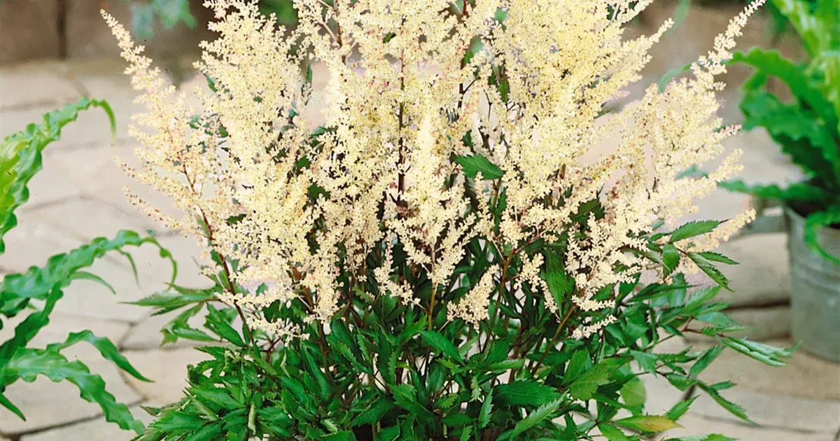 Astilbe X Arendsii Rock And Roll - View 16 from www redcrocus com