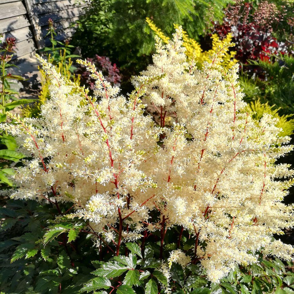 Astilbe X Arendsii Rock And Roll - View 18 from www redcrocus com