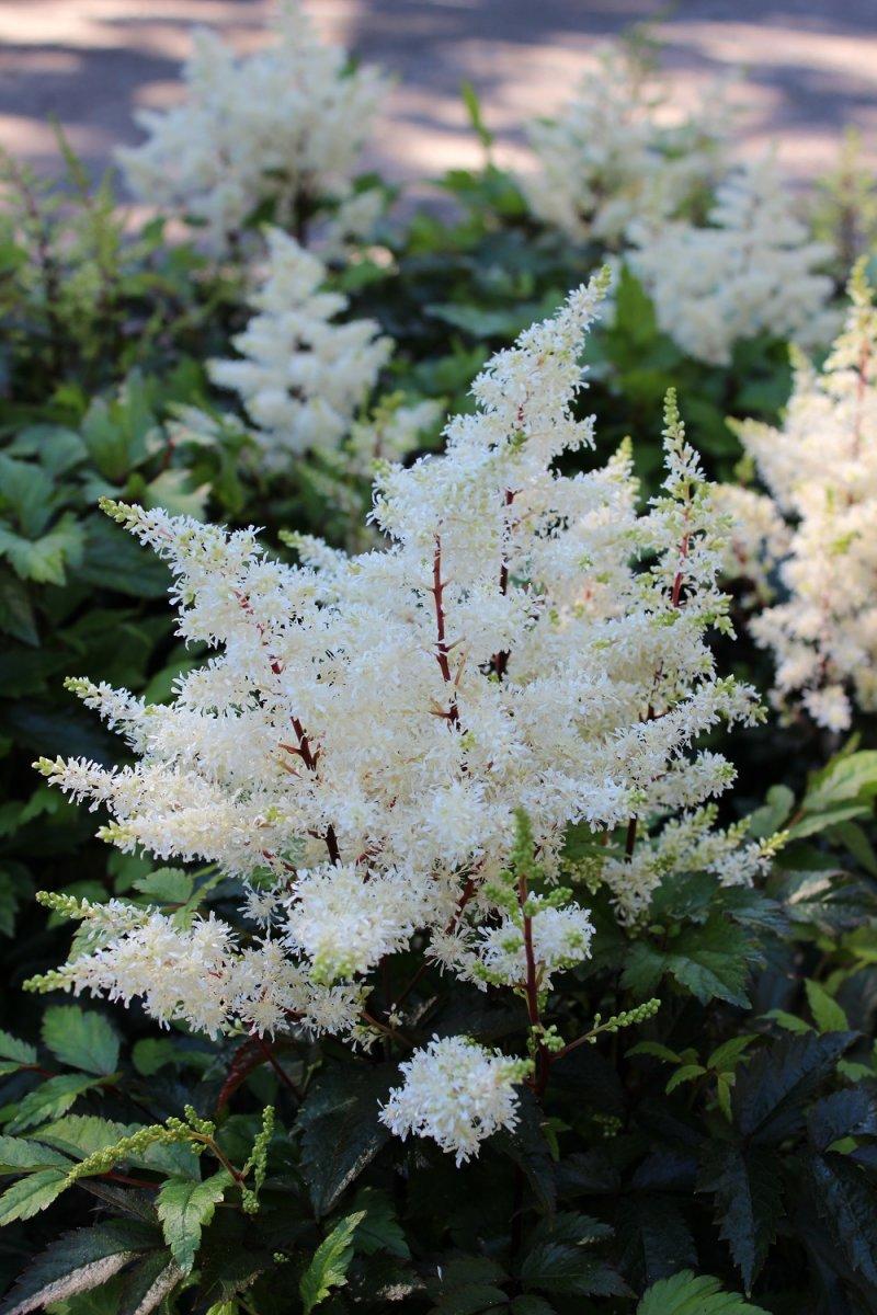 Astilbe X Arendsii Rock And Roll - View 19 from www redcrocus com