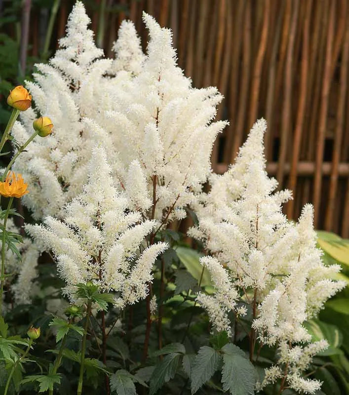 Astilbe X Arendsii Rock And Roll - View 1 from www redcrocus com