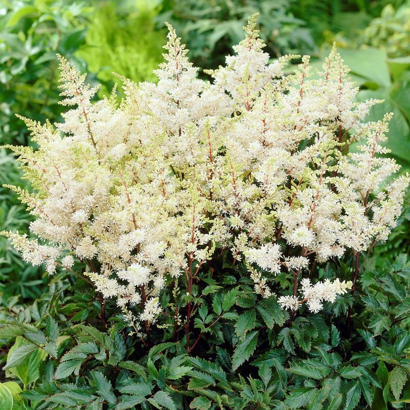 Astilbe X Arendsii Rock And Roll - View 2 from www redcrocus com