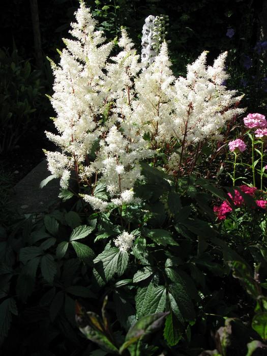 Astilbe X Arendsii Rock And Roll - View 5 from www redcrocus com