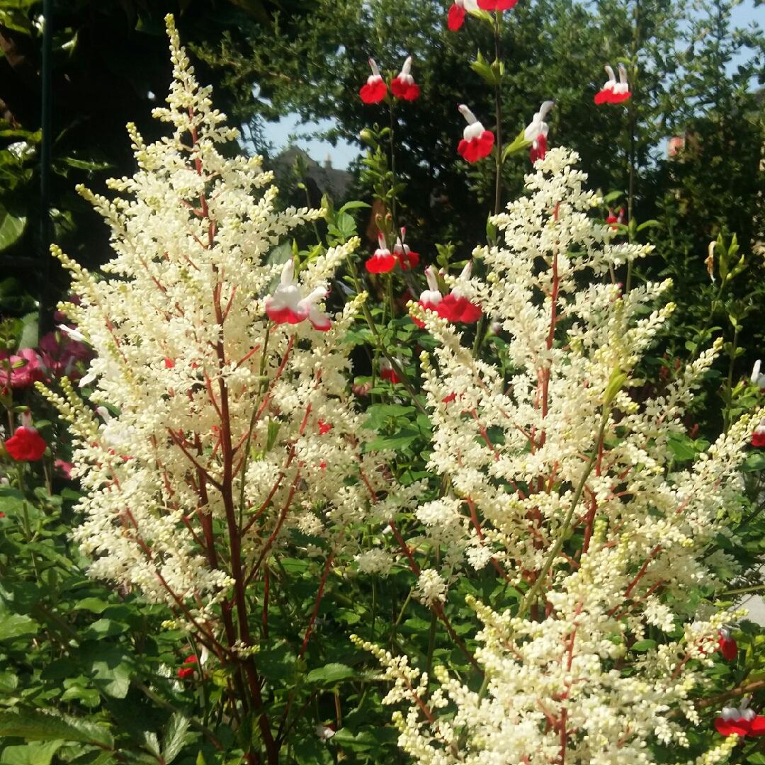 Astilbe X Arendsii Rock And Roll - View 7 from www redcrocus com
