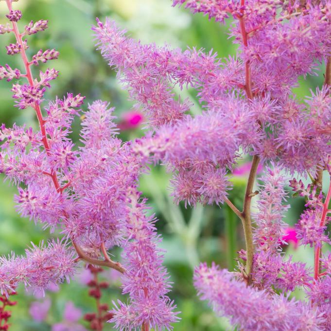 Astilbe X Arendsii Rock And Roll - View 9 from www redcrocus com