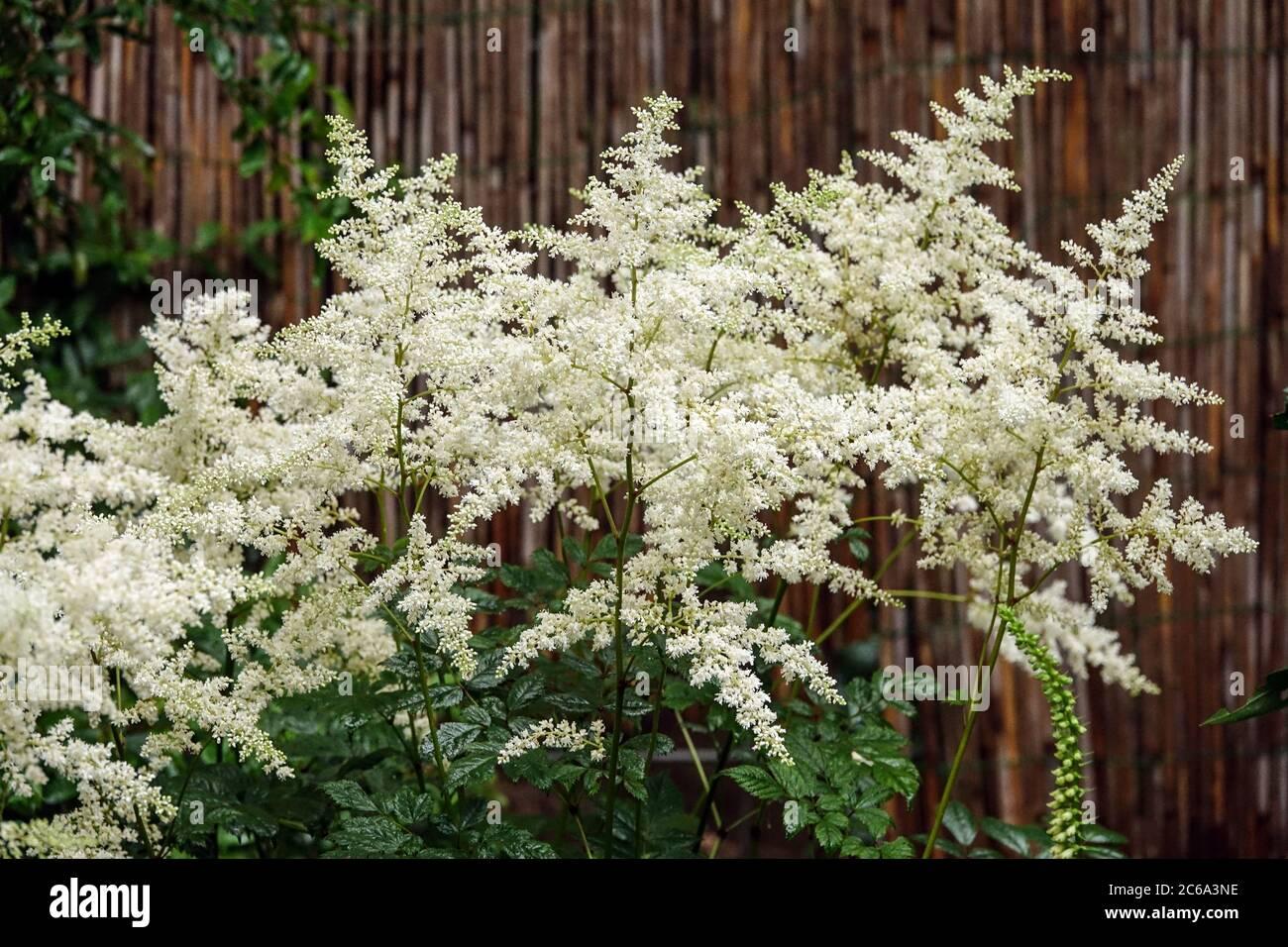 Astilbe X Arendsii Gladstone - View 11 from www redcrocus com