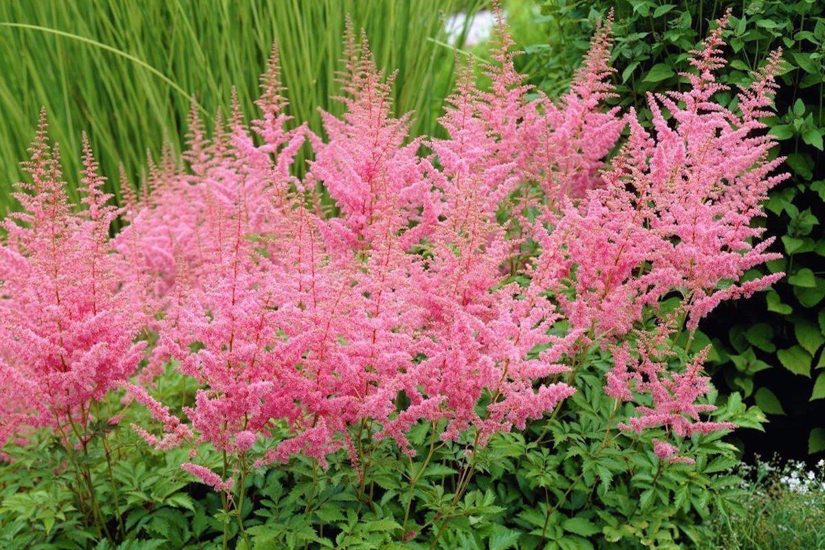 Astilbe X Arendsii Gladstone - View 13 from www redcrocus com