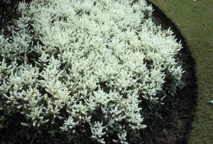 Astilbe X Arendsii Gladstone - View 14 from www redcrocus com