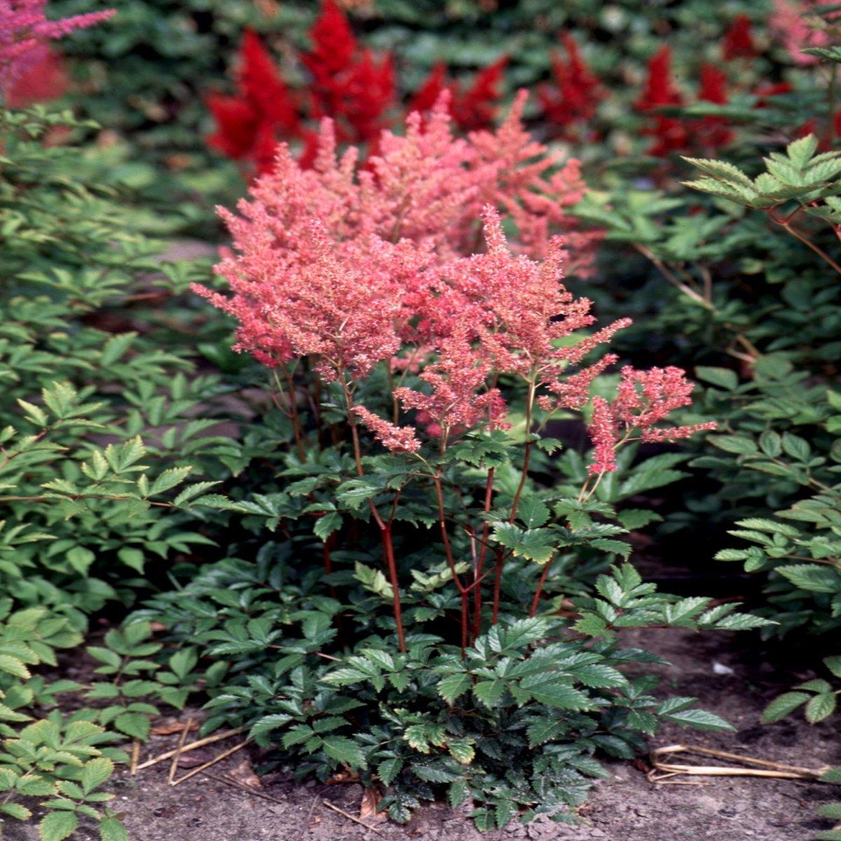 Astilbe X Arendsii Gladstone - View 15 from www redcrocus com