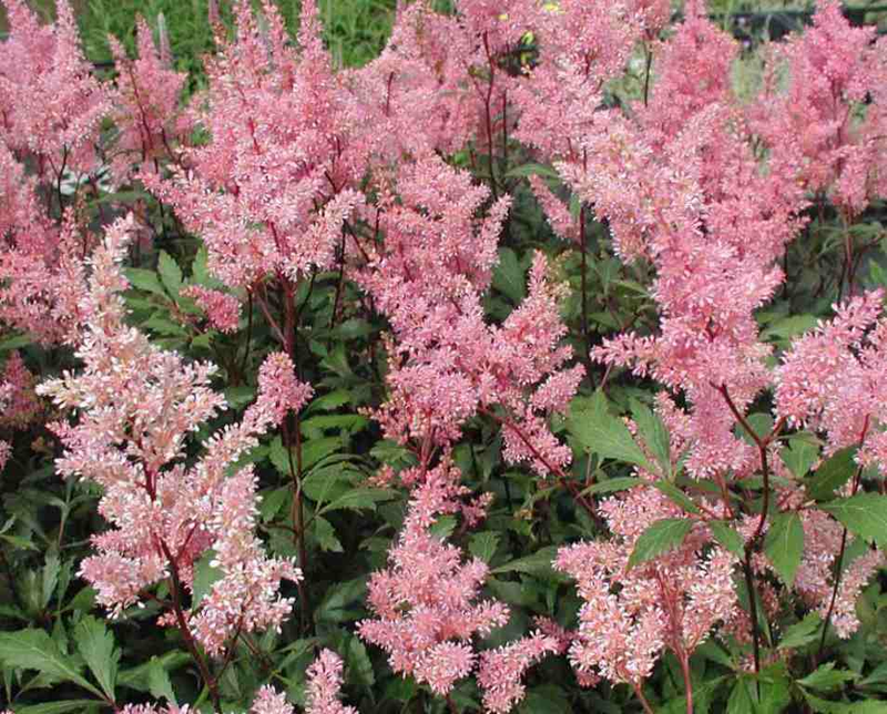 Astilbe X Arendsii Gladstone - View 18 from www redcrocus com