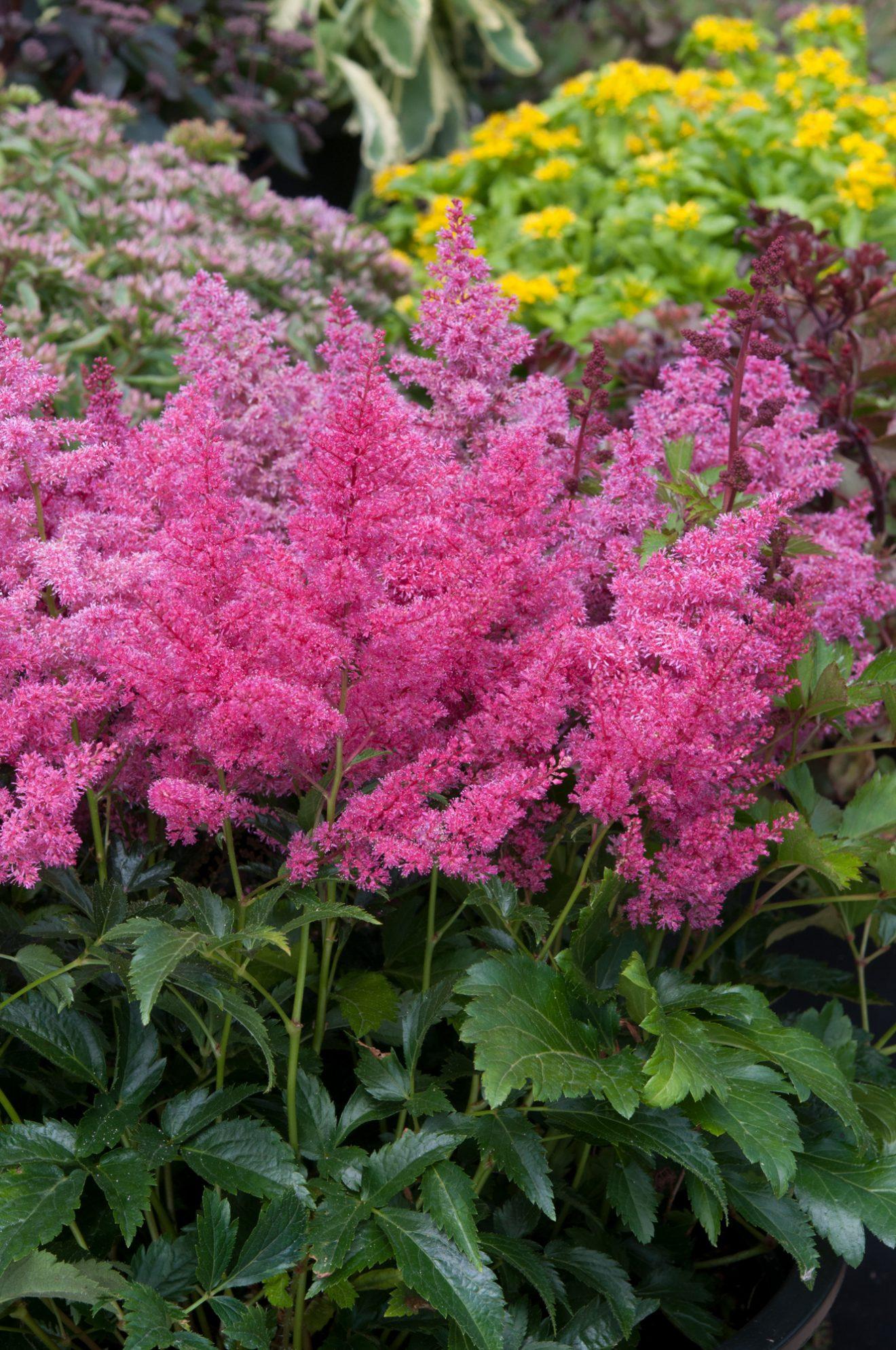 Astilbe X Arendsii Gladstone - View 19 from www redcrocus com