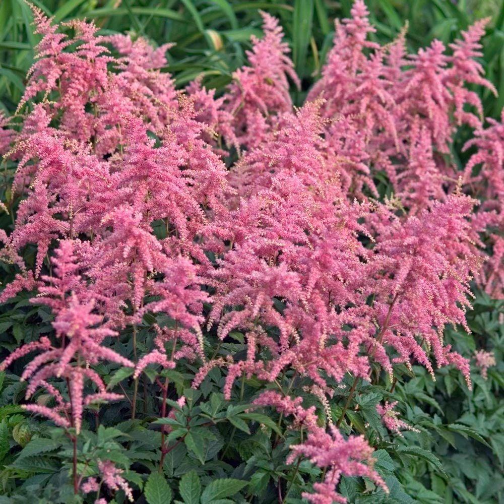 Astilbe X Arendsii Gladstone - View 1 from www redcrocus com