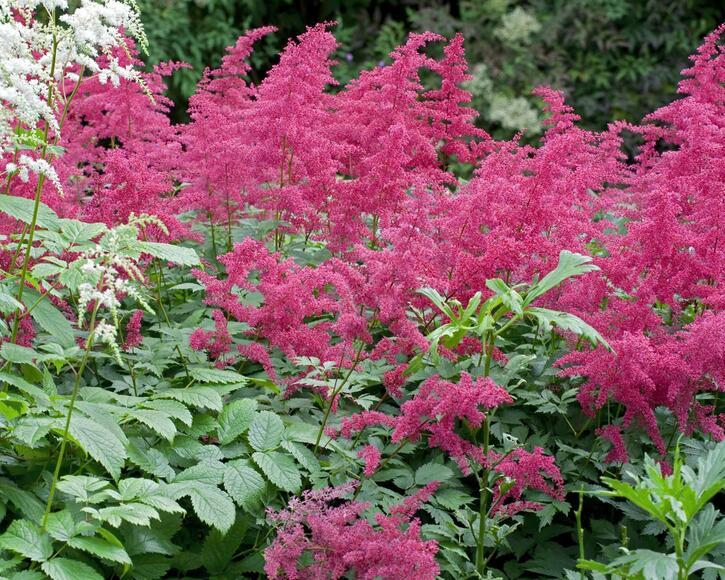 Astilbe X Arendsii Gladstone - View 2 from www redcrocus com