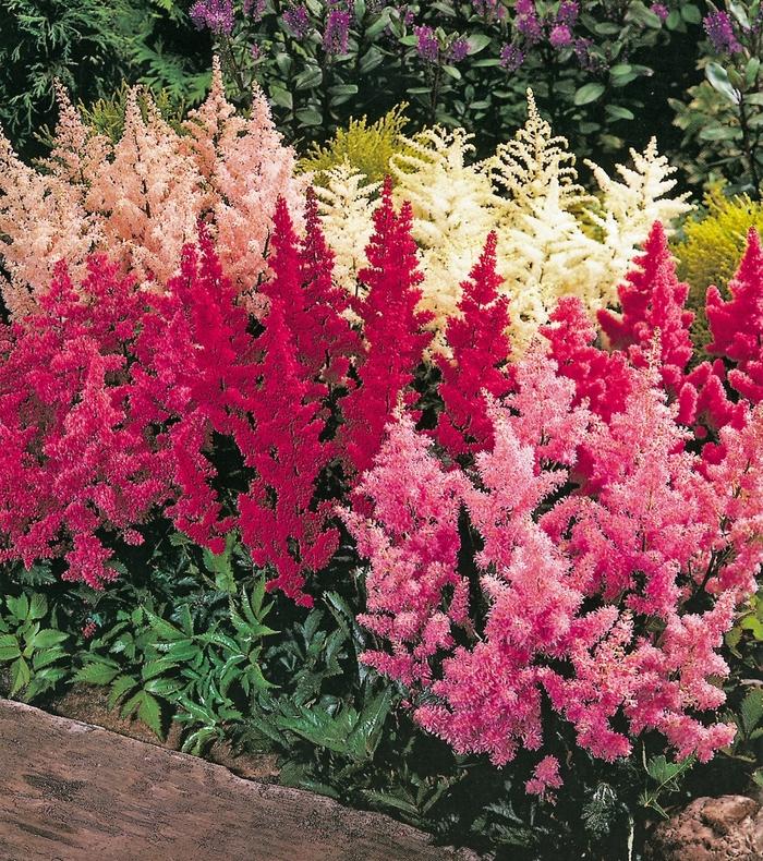 Astilbe X Arendsii Gladstone - View 3 from www redcrocus com