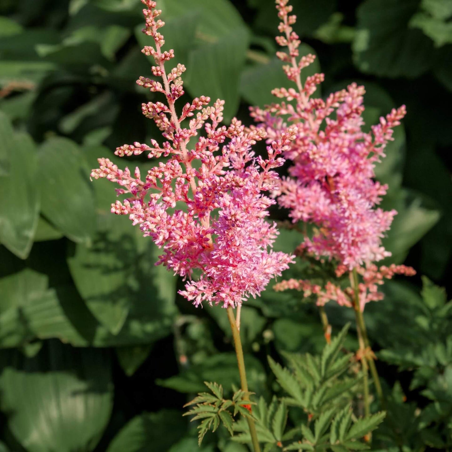 Astilbe X Arendsii Gladstone - View 4 from www redcrocus com