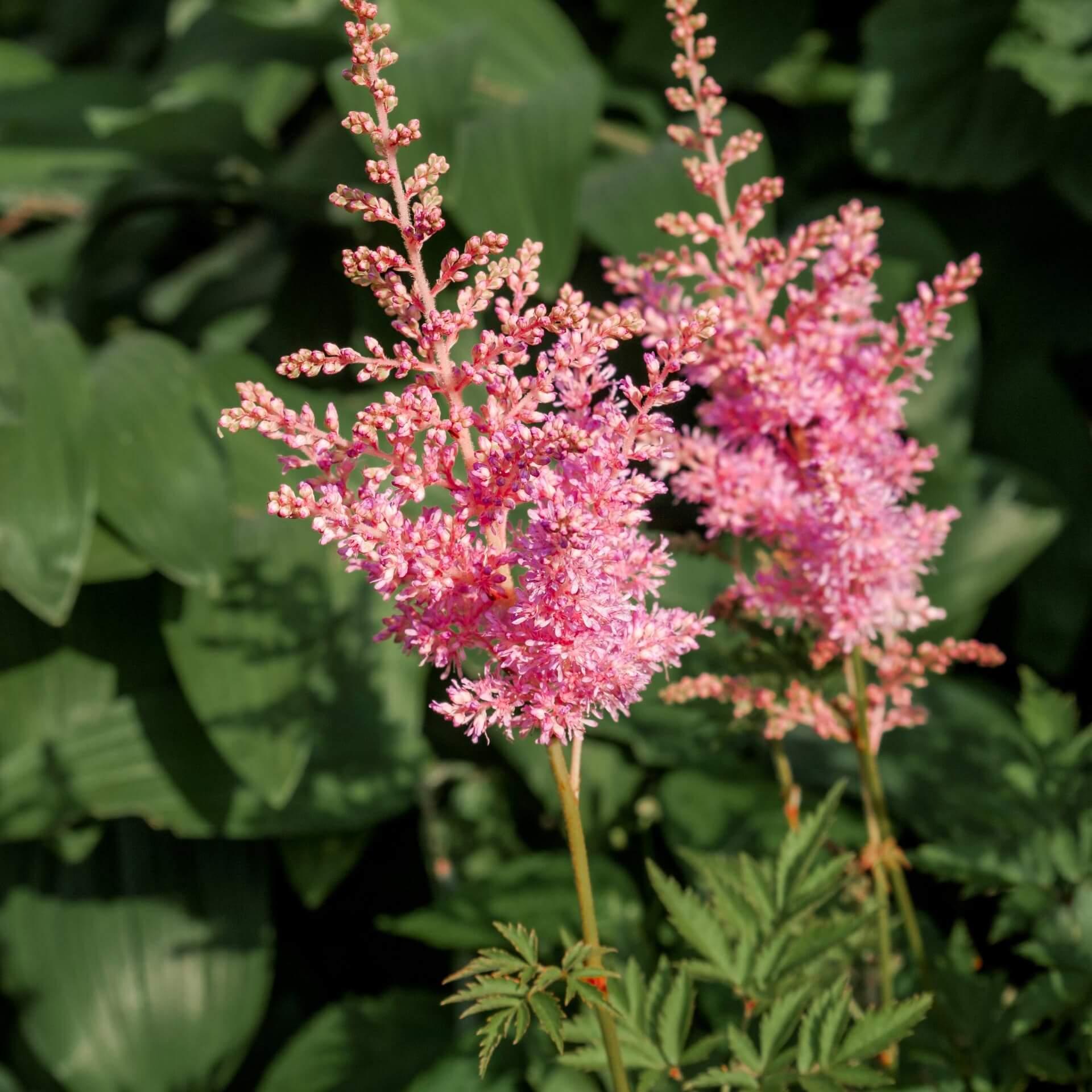 Astilbe X Arendsii Gladstone - View 4 from www redcrocus com