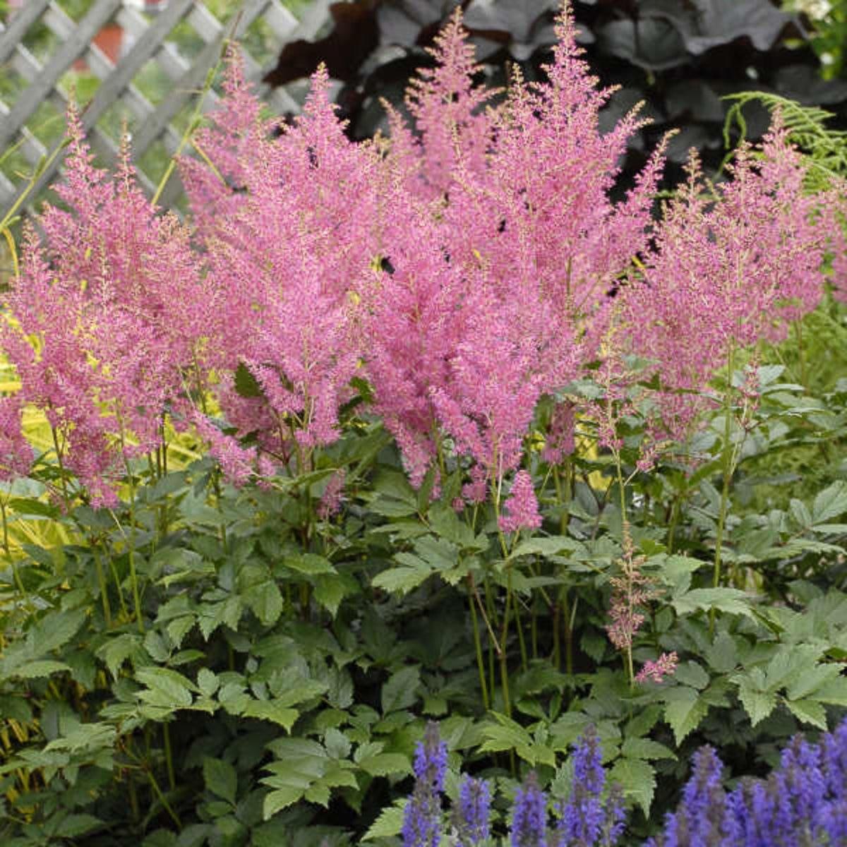 Astilbe X Arendsii Gladstone - View 5 from www redcrocus com