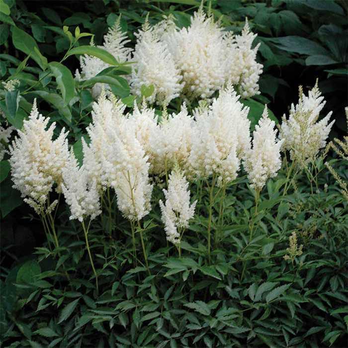 Astilbe X Arendsii Gladstone - View 7 from www redcrocus com