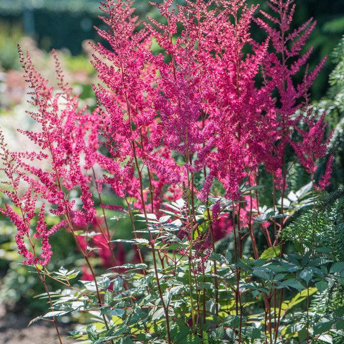Astilbe X Arendsii Gladstone - View 9 from www redcrocus com