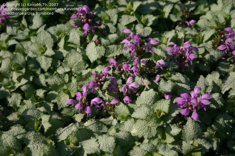 Lamium Maculatum Red Nancy - View 11 from www redcrocus com