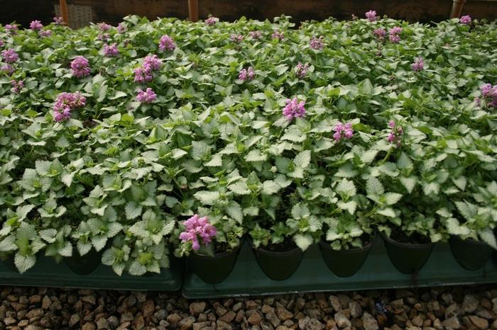 Lamium Maculatum Red Nancy - View 12 from www redcrocus com