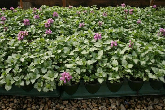 Lamium Maculatum Red Nancy - View 12 from www redcrocus com