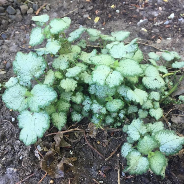 Lamium Maculatum Red Nancy - View 14 from www redcrocus com