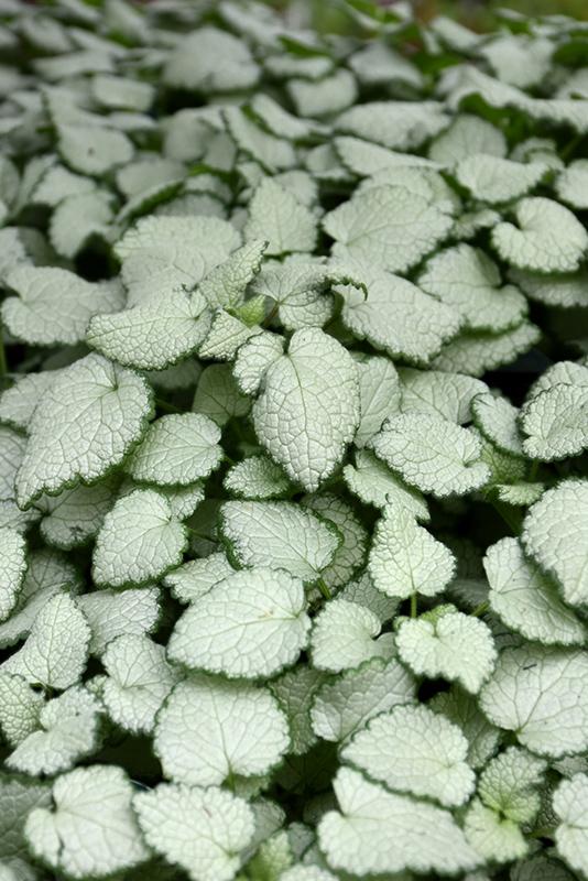 Lamium Maculatum Red Nancy - View 15 from www redcrocus com