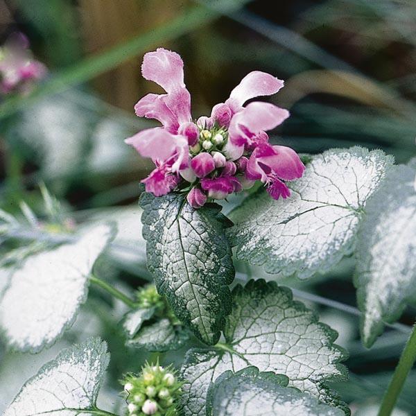 Lamium Maculatum Red Nancy - View 16 from www redcrocus com