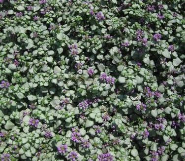 Lamium Maculatum Red Nancy - View 17 from www redcrocus com
