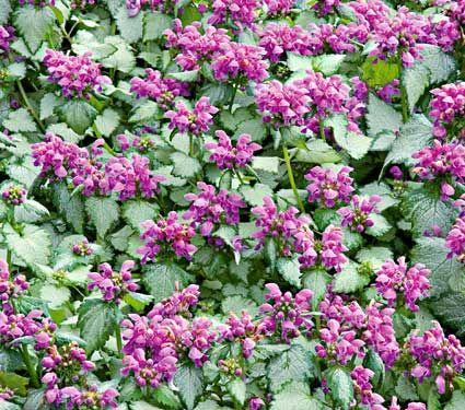 Lamium Maculatum Red Nancy - View 18 from www redcrocus com