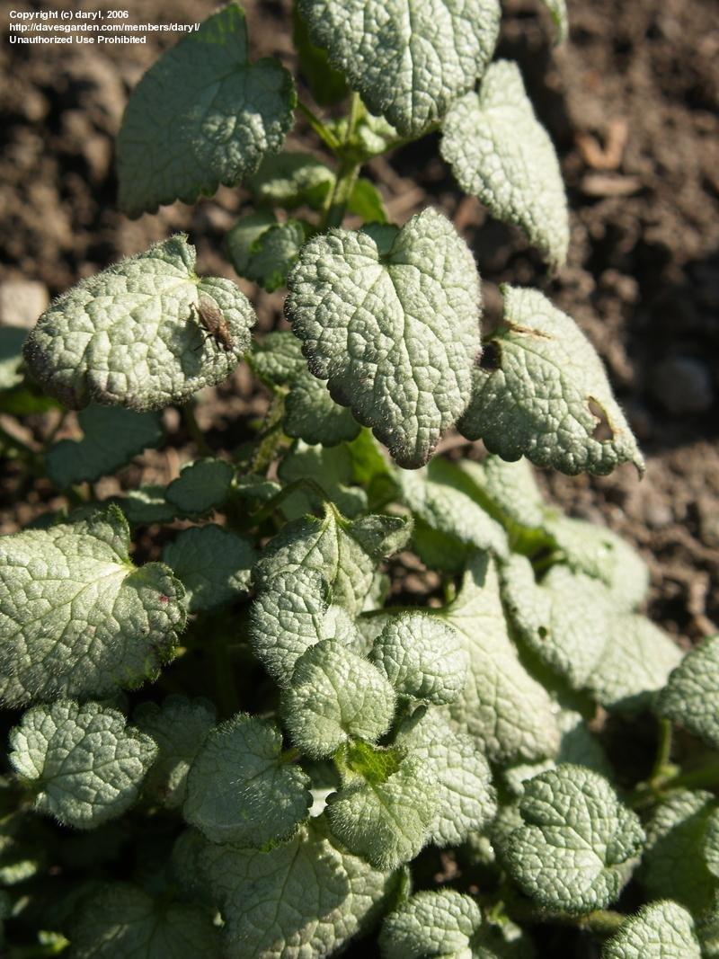 Lamium Maculatum Red Nancy - View 19 from www redcrocus com