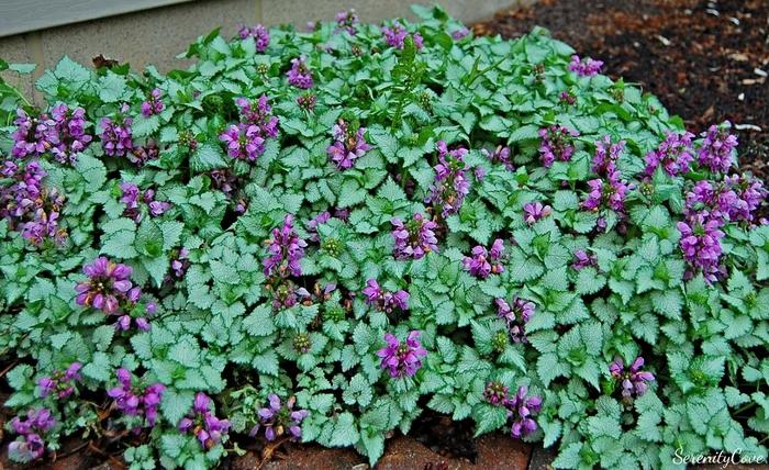 Lamium Maculatum Red Nancy - View 1 from www redcrocus com