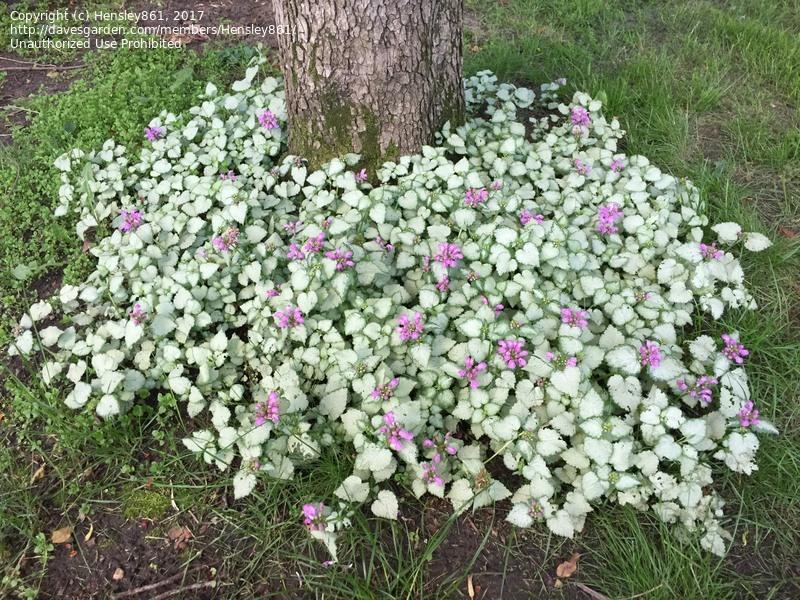 Lamium Maculatum Red Nancy - View 3 from www redcrocus com